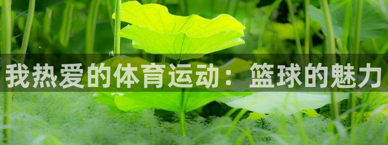 MK体育官方正版app新能源:我热爱的体育运动:篮球的魅力